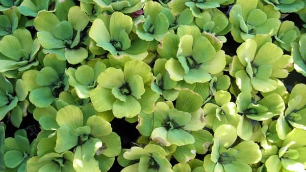 Close-up of lush green water lettuce (Pistia stratiotes) on a pond, creating a serene natural scene.