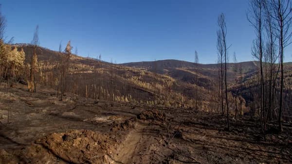 Aerial view of a barren landscape after a wildfire, featuring bare trees and hills under a blue sky.