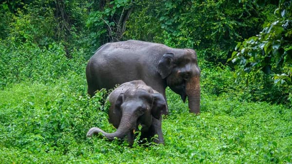 Two elephants gracefully grazing in a vibrant green forest, showcasing natural beauty and wildlife.