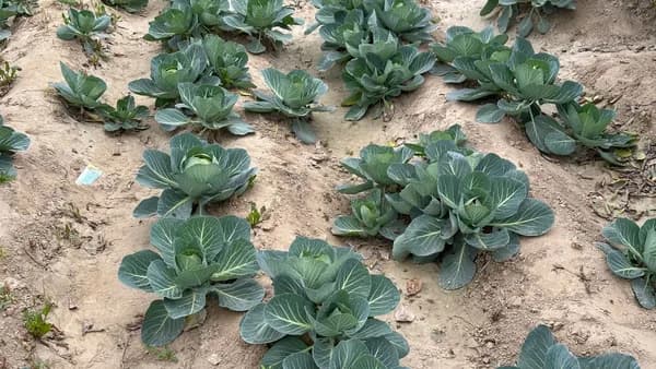Green cabbage plants thriving in an outdoor field on a clear day.