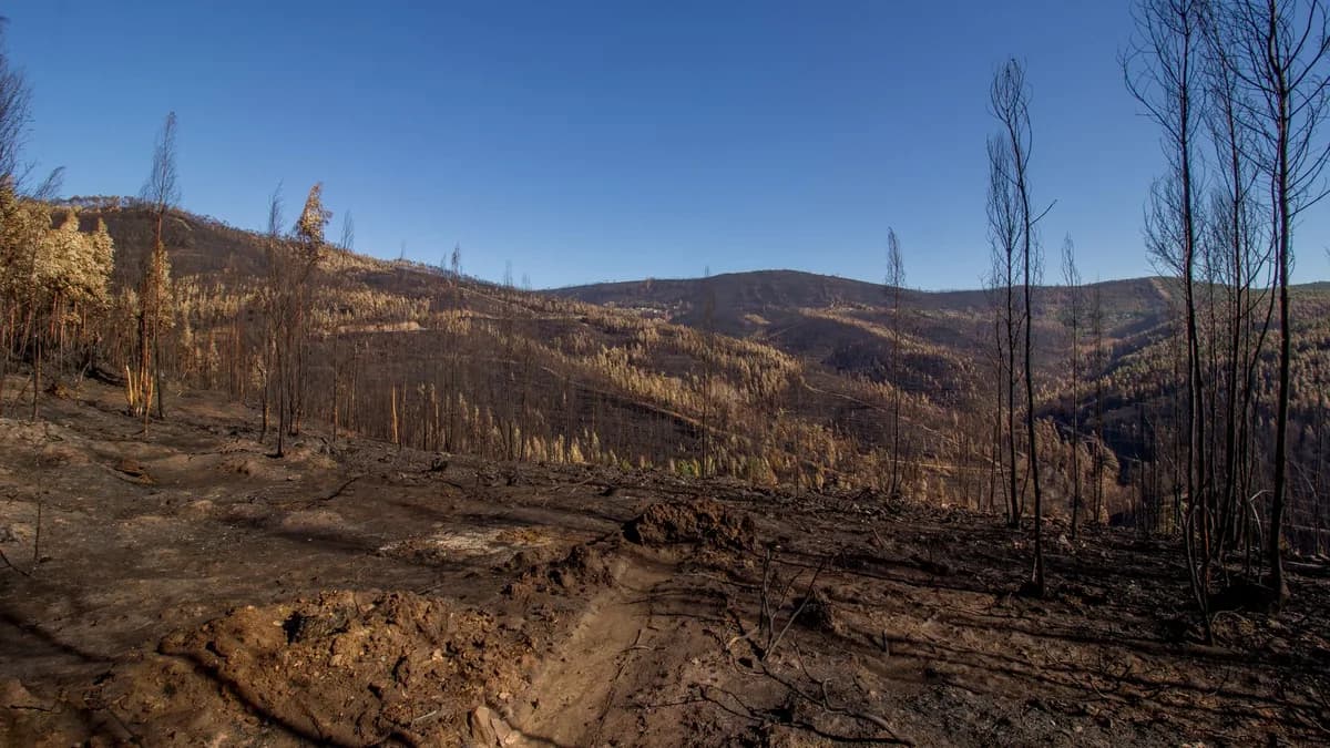 Aerial view of a barren landscape after a wildfire, featuring bare trees and hills under a blue sky.