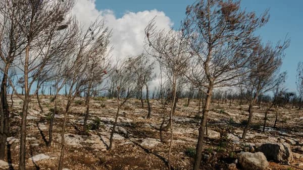 Scenic view of a burnt forest with bare trees under a clear sky in Zakynthos, Greece.