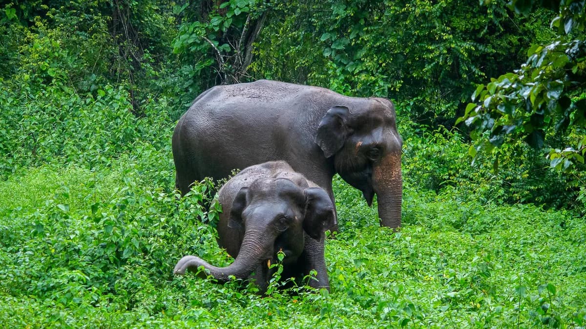Two elephants gracefully grazing in a vibrant green forest, showcasing natural beauty and wildlife.